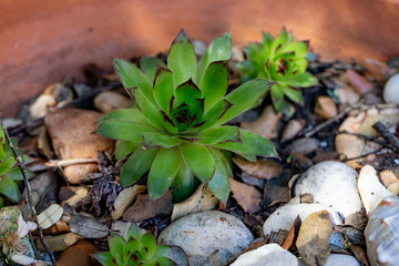 plant leaves in a garden with rocks