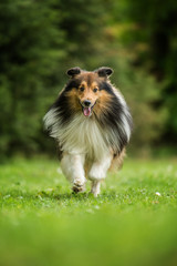 Running sheltie dog in a meadow