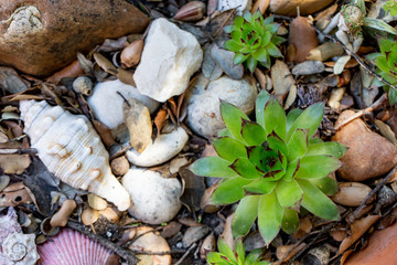 plant leaves in a garden with rocks