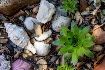 plant leaves in a garden with rocks
