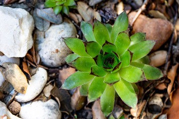 plant leaves in a garden with rocks