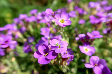 Close-up of the violet flower in rock garden with blurred background. Springtime in the garden.