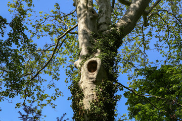Tree with a muzzle against the blue sky