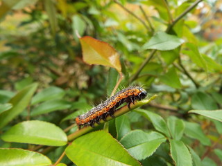 シロヘリキリガ 幼虫 larva of moth