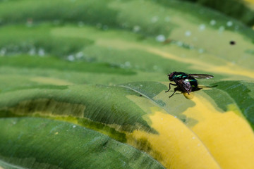 the green fly on the leaf of the plant
