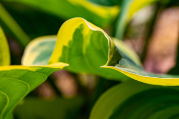 green and yellow leaves patter in a garden