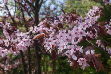 Cherry branches with pink flowers against a blue sky in early spring.