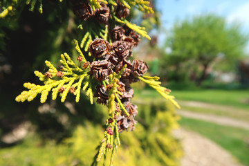 Close-up of white cedar (thuja occidentalis) branch with small cones in the sunlight. With blurred background.