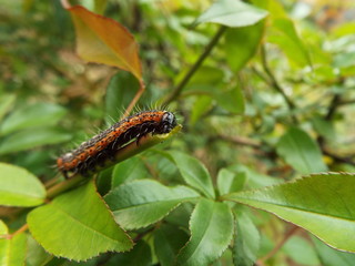 シロヘリキリガ 幼虫 larva of moth