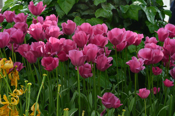 pink tulips in the garden