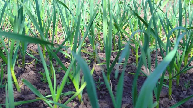 Green garlic plants in the field. Garlic dries from drought.