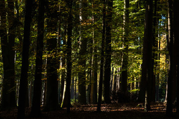 Wald im Licht