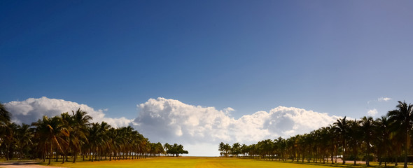 Park leading up to the ocean with palm trees and grass 