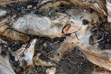 Naklejka premium wood pattern from tree