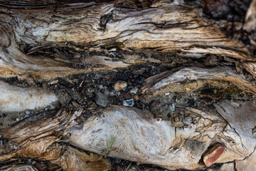 wood pattern from tree