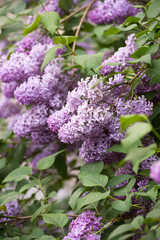 Obraz premium Lilac flowers in the garden in springtime. Gardening.