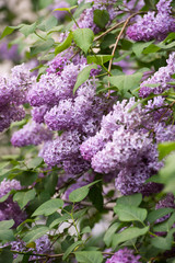 Lilac flowers in the garden in springtime. Gardening.