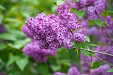 Lilac flowers in the garden in springtime. Gardening.