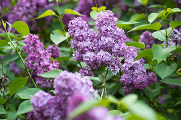 Branch with spring lilac flowers.
