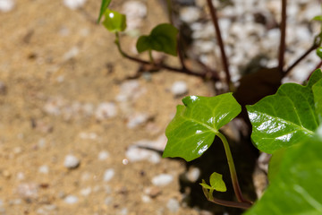pattern with green plants and rocks