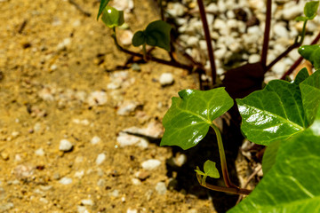 pattern with green plants and rocks
