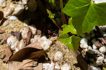 pattern with green plants and rocks