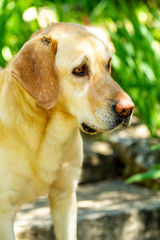 nice Labrador retriever dog in the garden