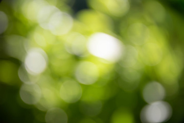 Obraz premium Bokeh obtained from light and green leaves for use as a background image.