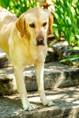 nice Labrador retriever dog in the garden