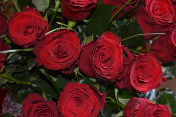bouquet of red roses