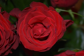 red rose