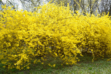 View of the blossoming bushes of a of forsaytiya  European (Forsythia europaea)