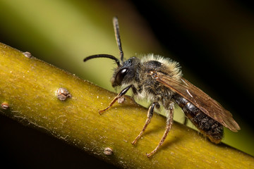 Tired bee sitting on a branch and resting after hard day at work