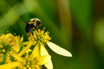 Bumblebee with Yellow Wildflower