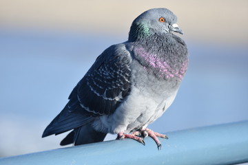 pigeon