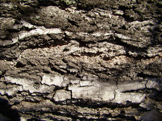 Background birch bark. The texture of natural wood. The horizontal location of the trunk. Sharp shadows.