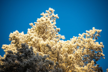 frozen tree branches with frost on blue sky background