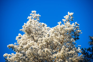 frozen tree branches with frost on blue sky background