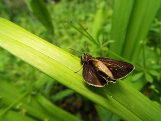 チャバネセセリ skipper