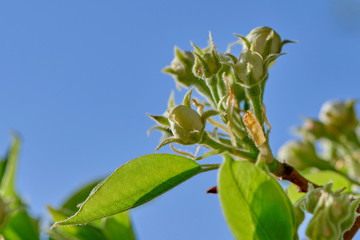 Pear buds