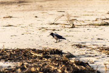 flock of birds resting near water