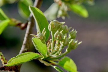 Pear buds