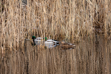 flock of birds resting near water
