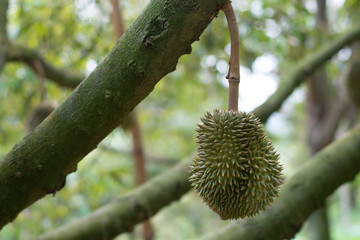 Durian is on the tree in the garden