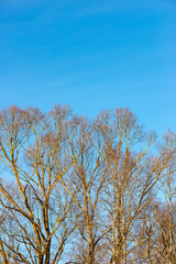 frozen tree branches with frost on blue sky background