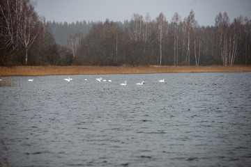 flock of birds resting near water