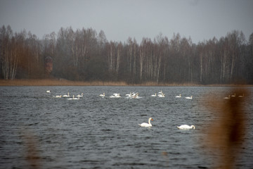 flock of birds resting near water