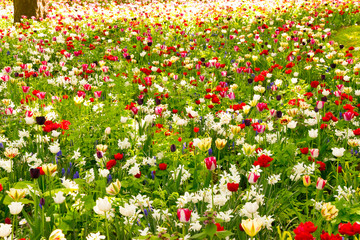 Wunderschöne Blumenwiese mit Tulpen, Osterglocken und Narzissen