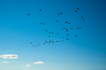 Birds on the sky