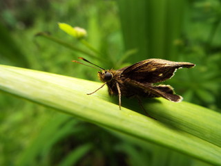 チャバネセセリ skipper